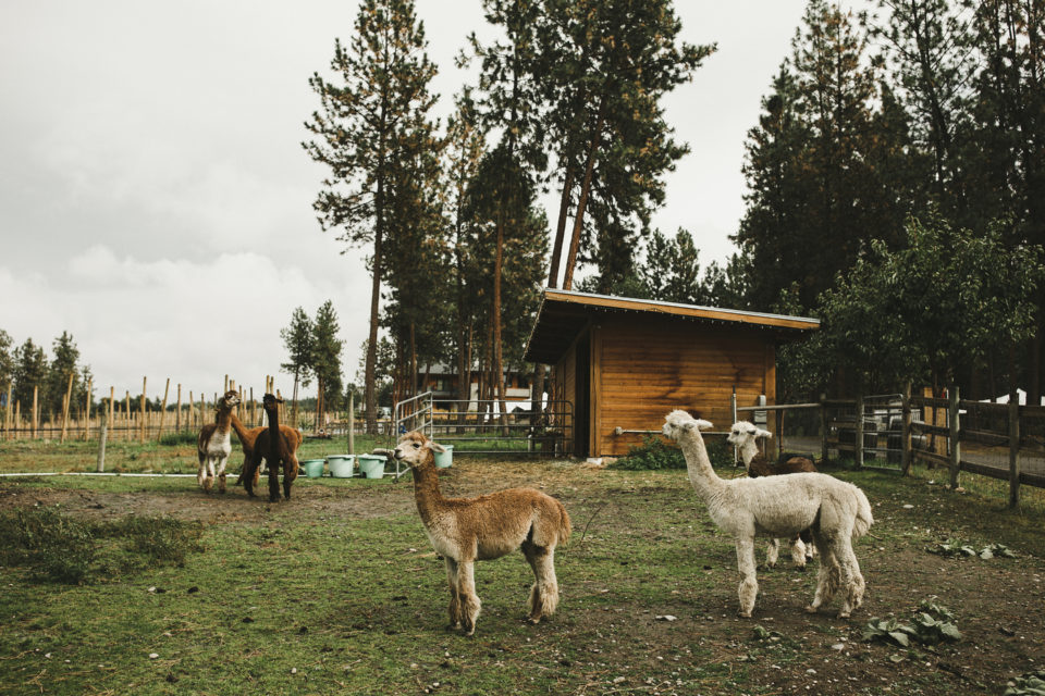 September Kelowna Wedding